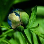 ecology, globe, concept, earth, environment, climate change, natural reserve, growth, renewable energy, protection, nature, sustainability, resources, climate change, climate change, sustainability, sustainability, sustainability, sustainability, sustainability